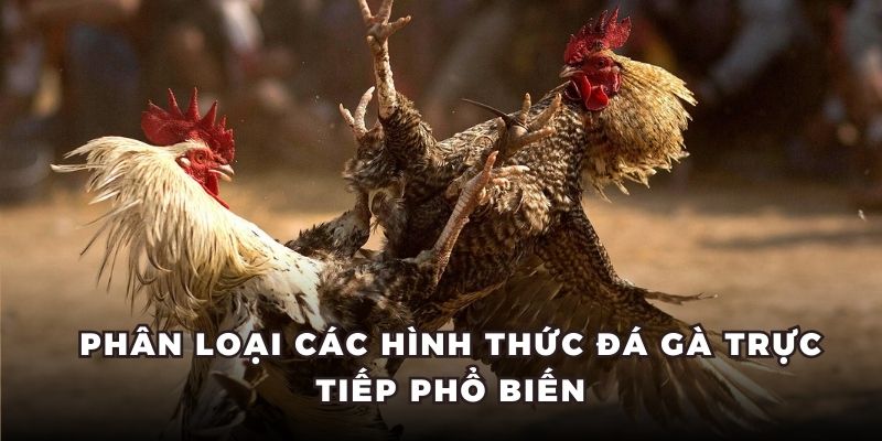 Phân loại các hình thức đá gà trực tiếp phổ biến
