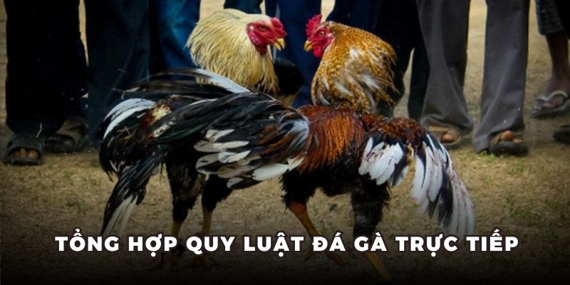 Tổng hợp quy luật đá gà trực tiếp