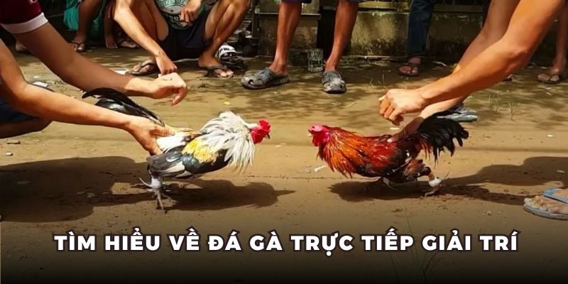 Tìm hiểu về đá gà trực tiếp giải trí